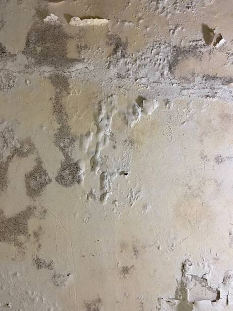 Best Crawl Space Mold Removal  in East Pittsburgh, PA