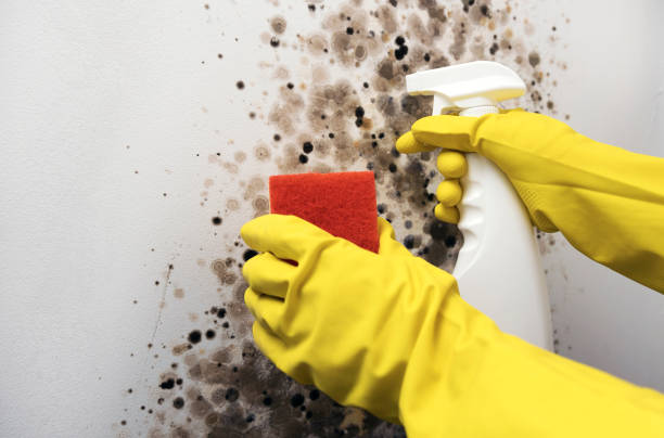 Mold Testing and Removal in East Pittsburgh, PA