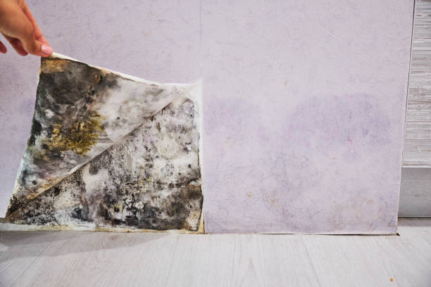 Best Black Mold Removal  in East Pittsburgh, PA
